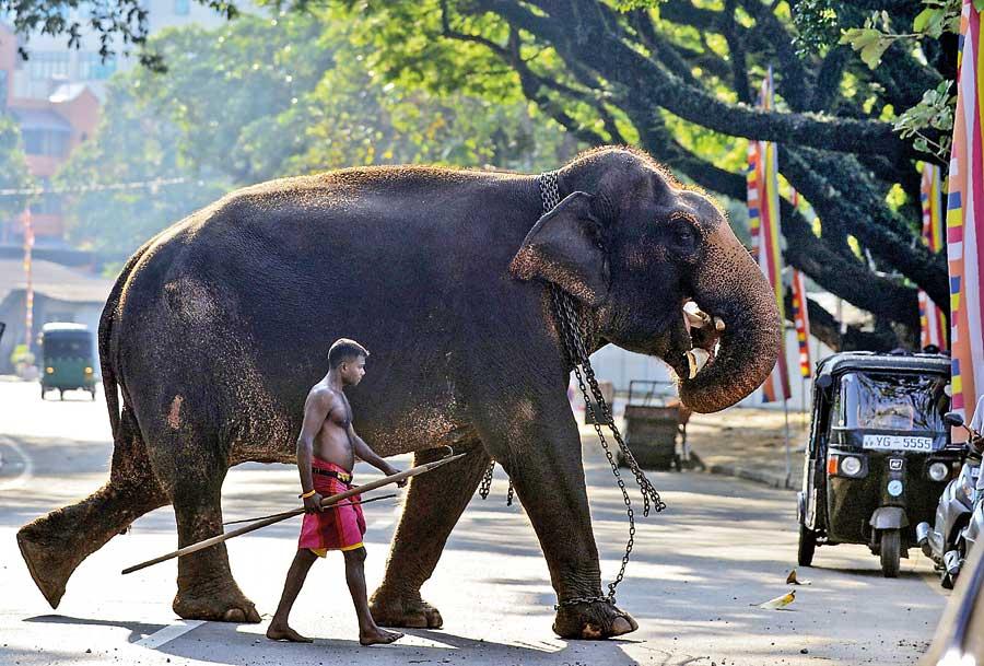 Court of Appeal Judgement on Protection, Well-being, and Registration of Elephants in Sri Lanka